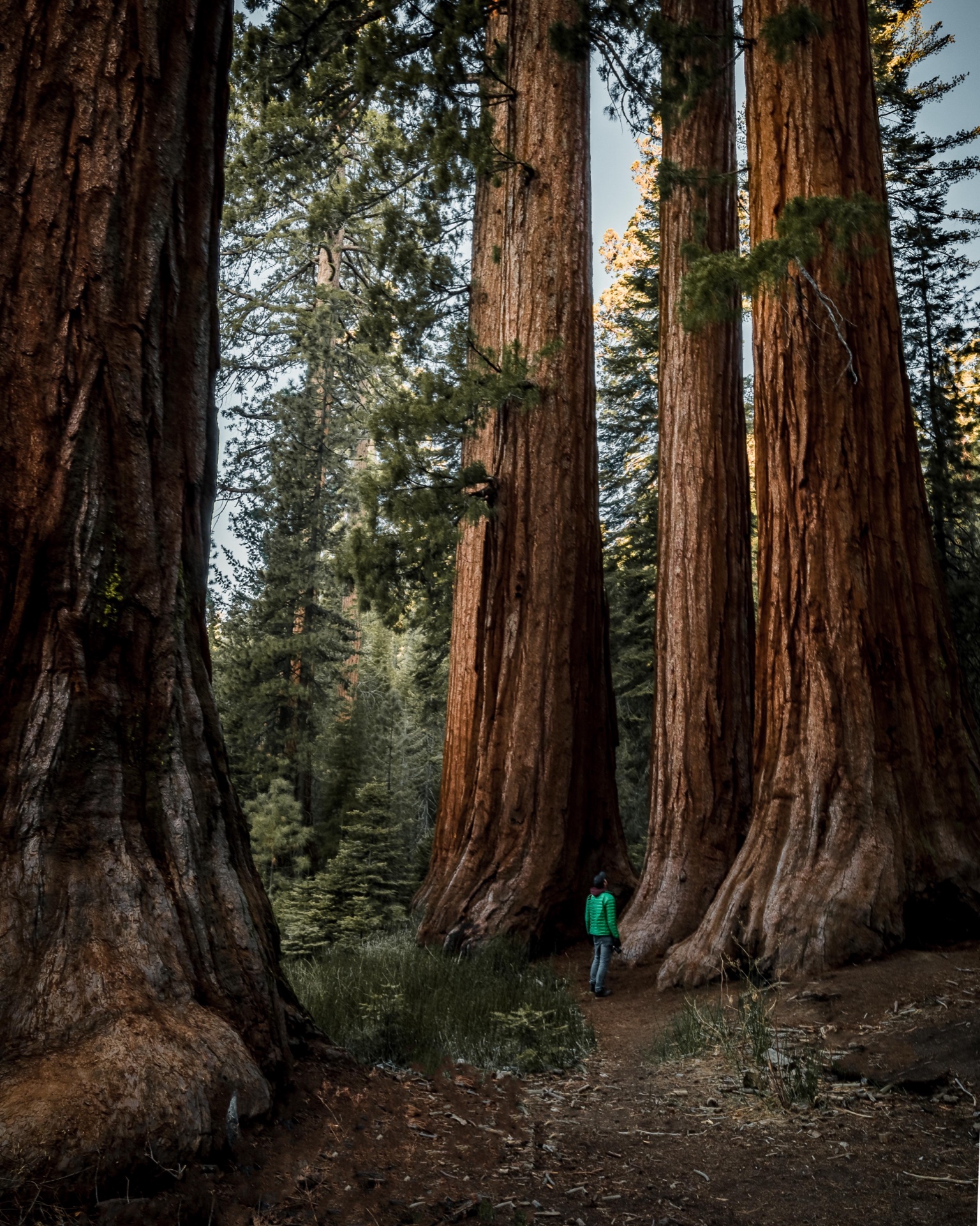 A figure in a green jacket dwarfed by giant sequoias in Mariposa Grove.
